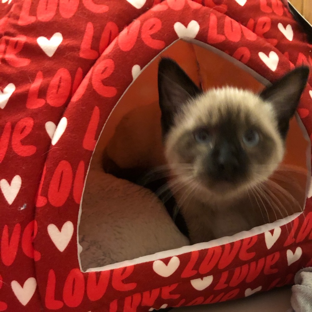 Meet your Posher, Victoria